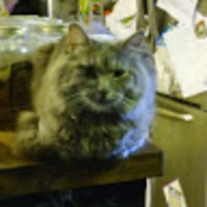 Meet your Posher, Tabitha